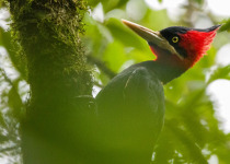 Cream-backed Woodpecker