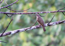 Cream-vented Bulbul