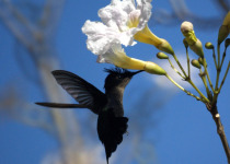 Crested Antbird