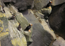 Crested Auklet
