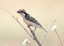 Crested Barbet