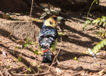 Crested Barbet