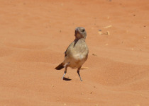 Crested Bellbird