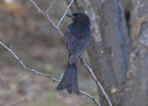 Crested Drongo