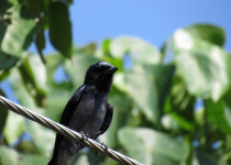 Crested Drongo