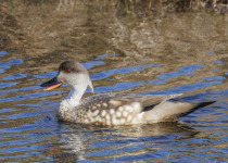 Crested Duck