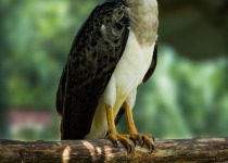 Crested Eagle
