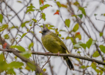 Crested Finchbill