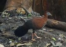 Crested Fireback
