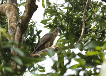 Crested Honey Buzzard