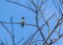 Crested Honeyeater