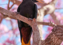Crested Oropendola