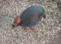 Crested Partridge