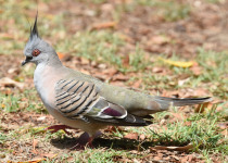 Crested Pigeon