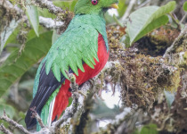 Crested Quetzal