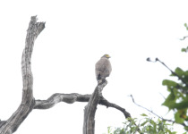 Crested Serpent Eagle