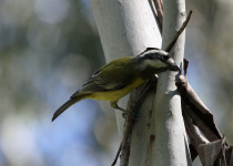 Crested Shriketit