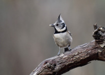 Crested Tit