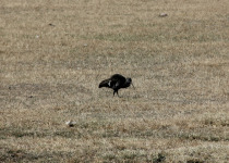 Crested Wood Partridge