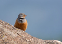 Cretzschmar's Bunting