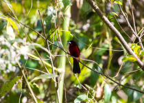 Crimson-backed Tanager