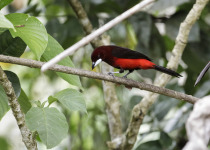 Crimson-backed Tanager