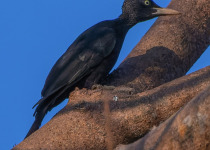 Crimson-backed Woodpecker