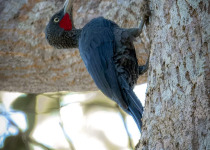 Crimson-backed Woodpecker