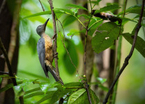 Crimson-backed Woodpecker