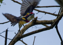 Crimson-bellied Woodpecker