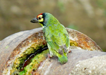 Crimson-breasted Barbet
