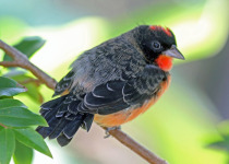 Crimson-breasted Finch