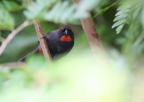 Crimson-breasted Finch