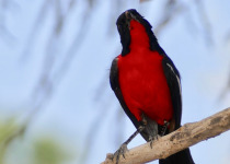 Crimson-breasted Shrike
