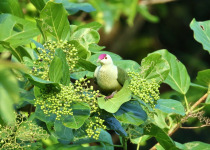 Crimson-capped Fruit Dove