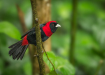 Crimson-collared Tanager