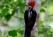 Crimson-crested Woodpecker
