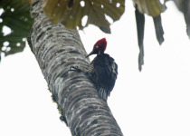 Crimson-crested Woodpecker