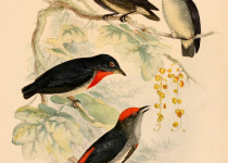 Crimson-crowned Flowerpecker