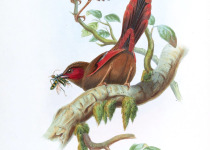 Crimson-faced Liocichla