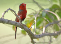 Crimson Finch