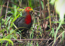 Crimson-headed Partridge