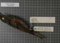 Crimson-hooded Manakin