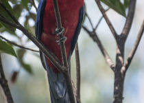 Crimson Rosella