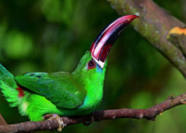 Crimson-rumped Toucanet