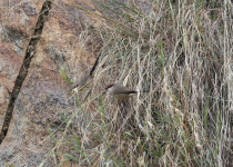Crimson-rumped Waxbill
