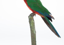 Crimson Shining Parrot