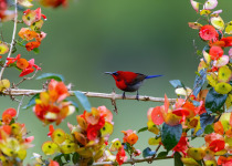 Crimson Sunbird