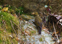 Crimson-winged Finch