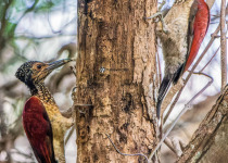 Crimson-winged Woodpecker